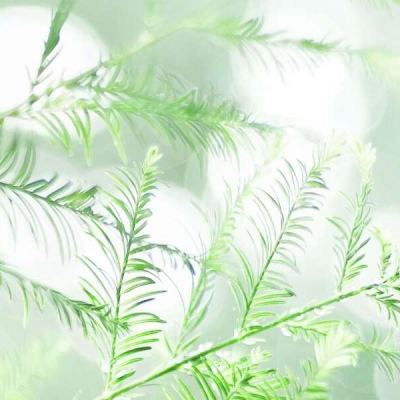 全家吃鸡内购破解版下载